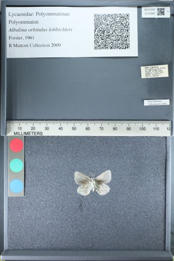 Media type: image;   Entomology 154867